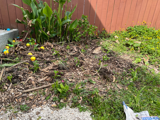 A garden area with sprouting petunia plants without flowers , scattered dried leaves, and colorful plastic balls left behind by my kids. A wooden fence is visible in the background, and there are patches of green grass and wildflowers.