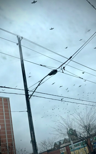 Oblique view of sky filled with dozens of pigeons in flight. Hydro pole and lines crisscross the image. Slivers of urban buildings visible left and bottom. Grey winter light.