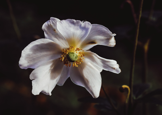 Das Foto zeigt eine aufgeblühte Herbst-Anemone. Sie hat weiße Blütenblätter und hat einen grünen Mittelpunkt der mit gelben Pollenträgern umrandet ist.