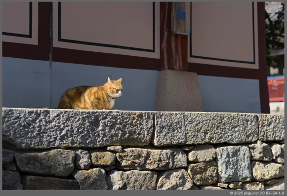 A yellow cat in a Korean temple.