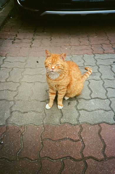 보도블럭이 깔린 골목길에 치즈색 고양이 한 마리가 느긋하게 앉아있다.