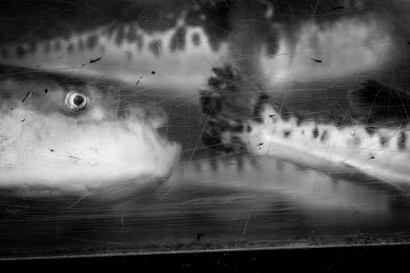 Peixos en una peixera