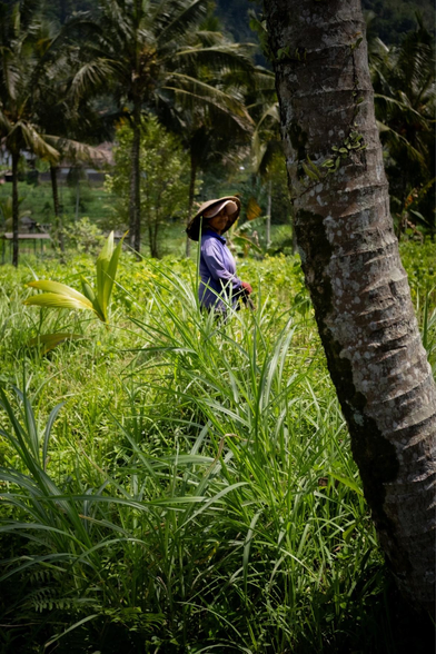 A local woman working in the rice fields.