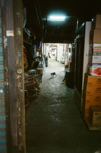 철물과 종이상자가 가득 쌓인 어두운 복도. 밝은 공간이 시작되는 복도 끝에서 삼색 고양이가 걸어들어오고 있다.