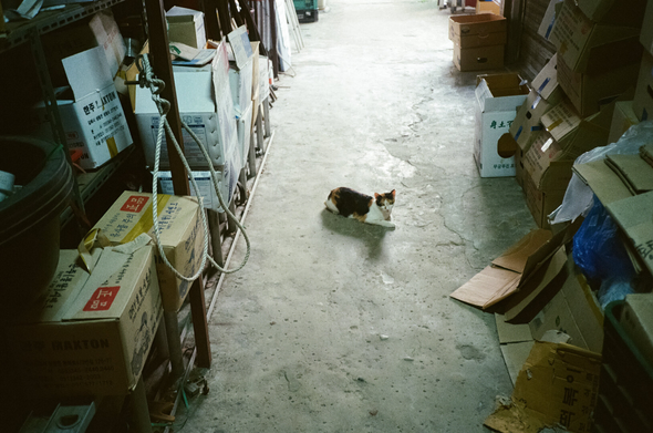 양측에 철물과 종이상자가 가득 쌓인 좁은 복도 바닥에 삼색 고양이 한 마리가 앉아 카메라를 올려다보고 있다. 뒤쪽으로 바깥 빛이 들어오고 있다.