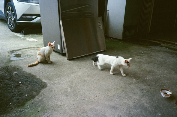 콘크리트 바닥에 어린 티를 아직 벗지 못한 고양이 두 마리. 오른쪽 아래에 작은 사료 그릇이 있고, 한 마리는 그릇으로 다가가고 한 마리는 조금 떨어져 앉아 지켜보고 있다. 뒤쪽으로 버려진 냉장고와 주차된 차량 바퀴가 보인다.