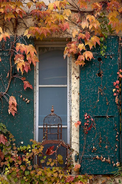 A close-up vertical photograph shows a rustic window set into a cream-coloured wall. Two tall wooden shutters painted a deep teal green flank the window; the paint is heavily weathered and peeling. Above and below the window, vines of ivy in peak autumn transition climb up and down, displaying a mix of yellow, burnt orange and crimson leaves. Centred in front of the lower glass pane and sitting prominently on the window ledge is an antique, dome-topped birdcage made of rusted metal. It’s empty.
