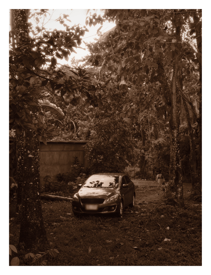 A modern sedan parked in a lush, wooded area. The car is centered in the frame, surrounded by tall trees with textured bark and dense overhanging foliage that filters the sunlight. To the left, behind the vegetation, a concrete wall or simple structure is partially visible. The ground is uneven and covered with grass and fallen leaves. - Google Gemini 3 Pro Preview