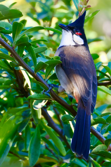 a Christmas composition with a pretty bird with red highlights against a green background.
