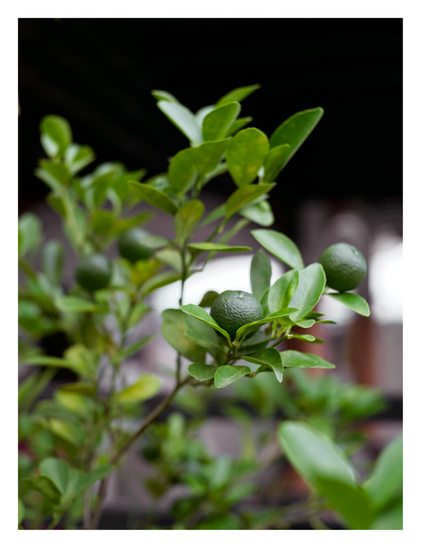 Vibrant, glossy green leaves and small, round, dark green fruits with textured skin. - Google Gemini 3 Pro Preview