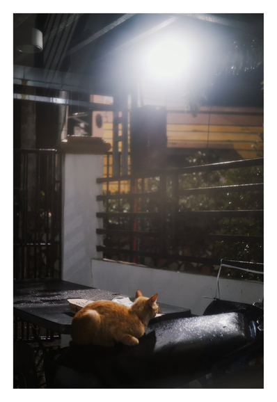 An orange cat resting on a motorcycle seat. A bright, hazy overhead light casts a strong glow over the scene, illuminating the wet surfaces and a metal fence in the background. - Google Gemini 3 Pro Preview
