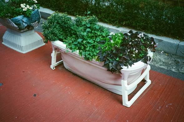 주택가 도로가에 간이욕조를 화분삼아 여러 꽃들이 심어져있다.