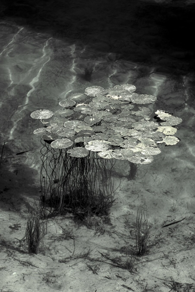 Das Foto zeigt Seerosen (Nymphäen) auf der Oberfläche eines Gewässers. Die großen, runden Blätter liegen dicht beieinander und sind durch lange Stängel mit dem Grund verbunden. Die Aufnahme ist in Schwarz-Weiß gehalten, was der Szene eine ruhige, fast mystische Atmosphäre verleiht. Die Struktur des Wassers und die Anordnung der Blätter wirken besonders ästhetisch.
 --------
The photo shows water lilies (nymphaea) on the surface of a body of water. The large, round leaves lie close together and are connected to the bottom by long stems. The photo is in black and white, which gives the scene a calm, almost mystical atmosphere. The structure of the water and the arrangement of the leaves are particularly aesthetic.