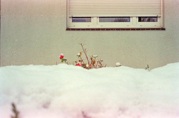 Vor einer hellen Hauswand mit geschlossenem Fensterrollladen ragen einige blühende und kahle Rosen aus einer Schneedecke hervor. Eine einzelne rosa Blüte ist deutlich zu erkennen. Die untere Bildhälfte wird von Schnee dominiert.