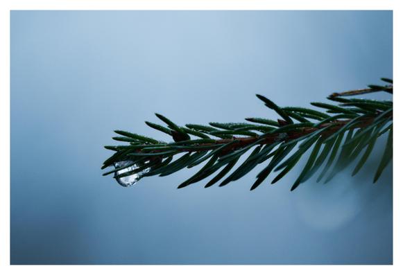 En liggande bild på en grangren som sticker in i bild från höger. Längst ut hänger en vattendroppe. Bakgrunden är ljusblå och helt ur fokus.