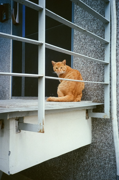 현관문 앞 발코니에 노란 치즈 고양이 한 마리가 앉아 뒤(카메라 쪽)를 돌아보고 있다.