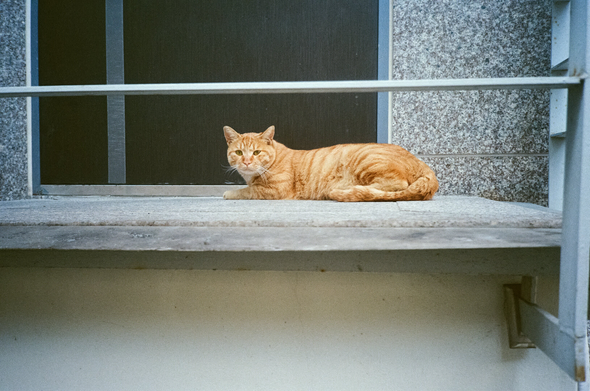 현관문 앞 발코니에 노란 치즈 고양이 한 마리가 누워있다.