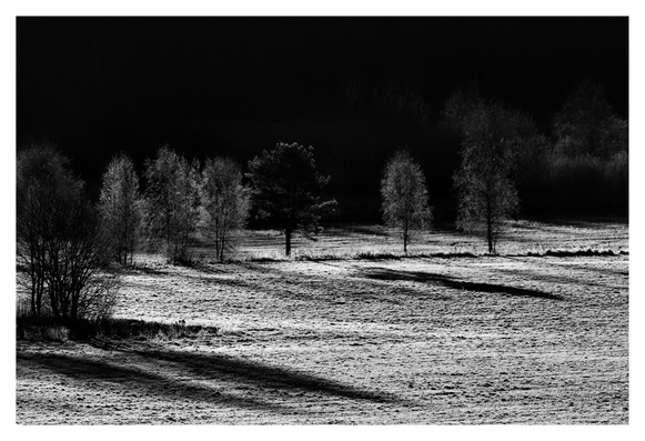 En liggande bild på ett fält i sol. En rad träd kastar sina långa skuggor över fältet. I bakgrunden skog i mörker.