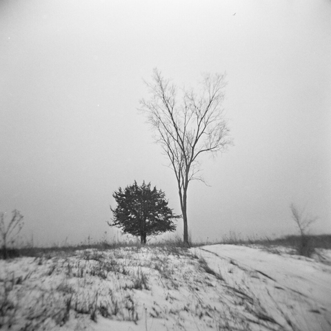 A black-and-white film photo of two trees standing on a small snowy hill. One tree is tall and bare, the other shorter and dense, positioned slightly apart. The ground is uneven with patches of snow and dry grass, and the sky is pale and empty, creating a quiet, minimal winter scene.