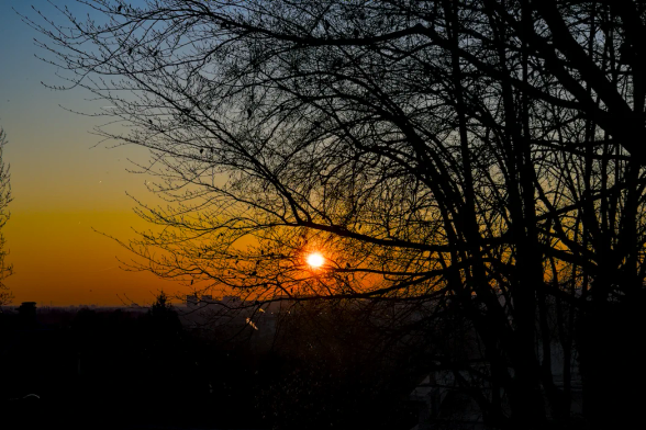 Sunset light photography.

A bunch of branches showing off in the sunset's backlighting, at that rate fear is that the remaining branch-free little space at the right would be conquered in less than two years, maybe even less, thanks for patience.
