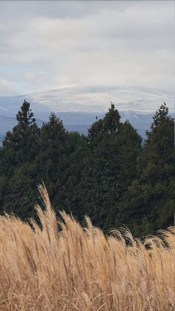 산굼부리에서 보이는 한라산과 나무와 억새
