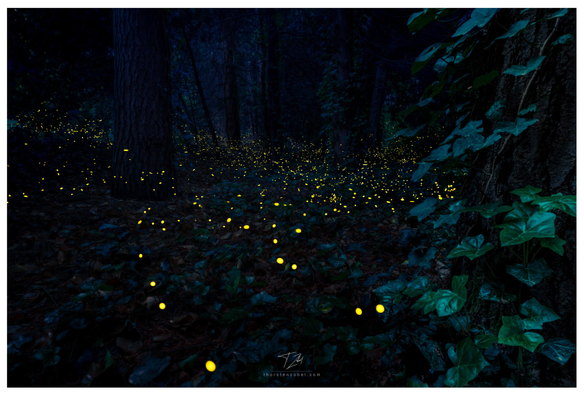 A dark forest overgrown with ivy is populated by fireflies flying around. The fireflies are visible as yellow blurred dots and contrast beautifully with the bluish forest.