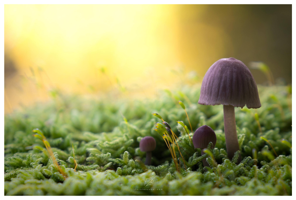 Macro shot of three small mushrooms (one large and two small) growing on green moss. The group of mushrooms is illuminated from the side with yellow light, creating a beautiful contrast with the green moss.