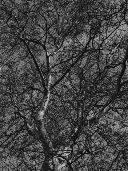 Black and white photo of a bare tree with many branches, a Platanus hispanica, against a clear sky.