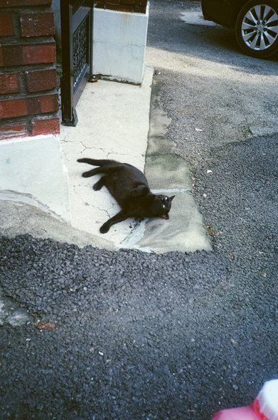 검은 길고양이 '까까'가 아스팔트 도로와 주택 입구 사이 경계석 위에 드러누워 몸을 뒤척이고 있다.
