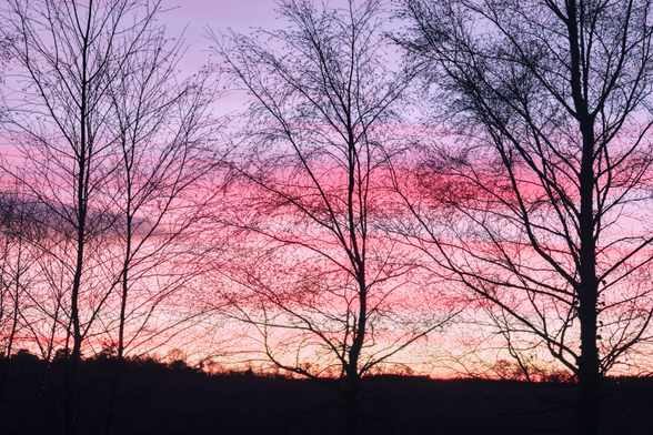 Tree filigree silhouetted against a gorgeous colourful sky