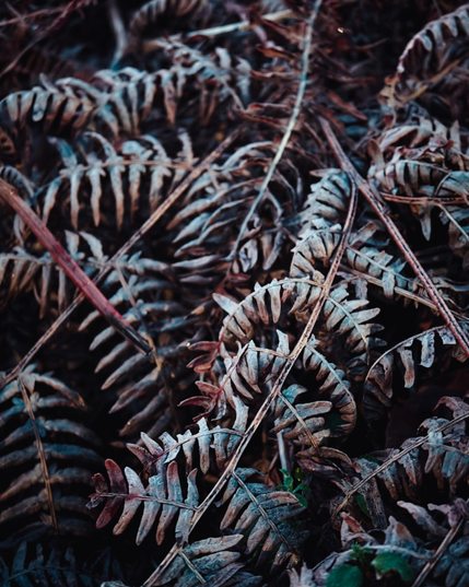 Decaying fern/bracken - a study in shape, texture, composition and thick moody tonality.