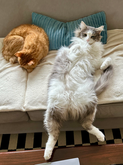 Thor, a fluffy grey and white bicolor half-Ragdoll cat, lounging on a cream blanket on a grey sofa with his head resting on a turquoise pillow, next to Loki, an orange tabby. Thor is lying on his back, exposing his impossibly soft white belly, and his back legs are dangling off the front of the sofa. Loki is curled up in the croissant position. 