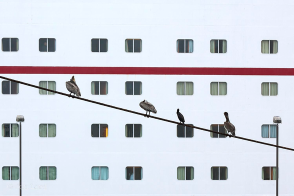 Window Friday / Fenster Freitag

This is a colour photo in landscape format of three Pelicans and a Cormorant perched on a cable in front of a moored cruise ship. Long Beach, California (2015).

Stretched across the foreground from the lower right corner diagonally towards the upper left corner is a stout cable. On this heavy cable are four bird, three large Pelicans and one smaller Cormorant, I think, all with their backs to the camera. The Pelicans are a light grey and medium brown colour while the Cormorant is a simple black. Behind and below the birds are two tall streetlights one either side of the images left and right margins. In the not to distant background is the flat side of a large moored cruise ship. All that is visible is the white side with four rows of seven rectangular windows and a thick red stripe below the upper row of windows.
The birds seem like they are looking in at the ship's windows - Peeping Pelicans.
