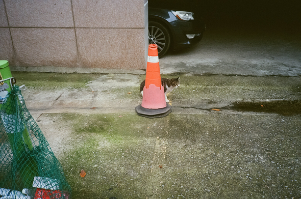 주차장 앞에 놓여있는 붉은 러버콘 뒤에서 고양이 한 마리가 어딘가를 바라보고 있다.