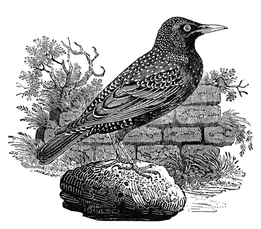 A common starling (Sturnus vulgaris) stands on a stone, with a wall overgrown with plants in the background.