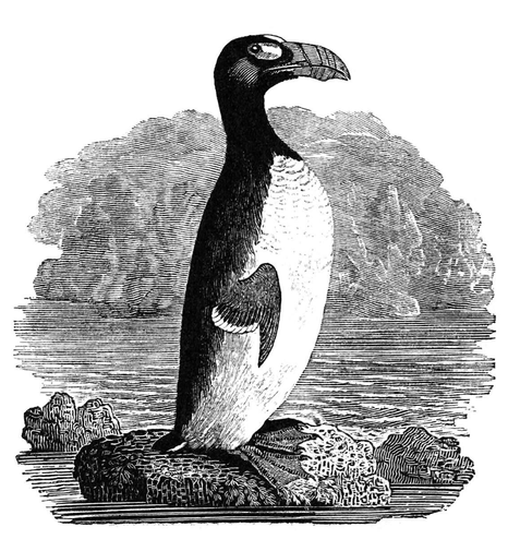 Wood engraving of a great auk (Pinguinus impennis) standing on a rock surrounded by the ocean.
