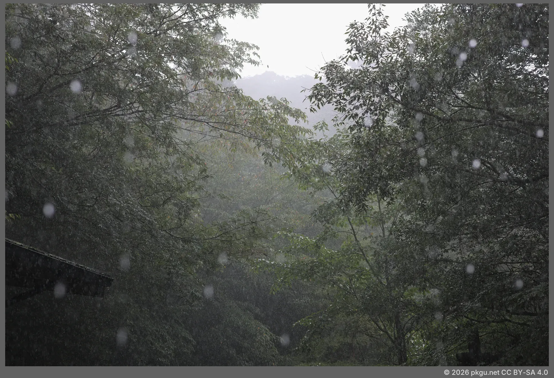 Yakushima, Kagoshima-ken, Japan.