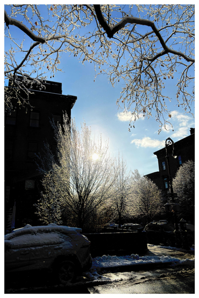 The sun shines through the snow-covered branches of a tree on a residential city street with parked cars and low-rise apartments. More branches push in from top frame. The sky is blue with a few white clouds.