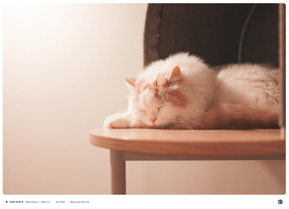 베이지색, 흰색 태비의 푹신한 털을 가진 고양이 망고가 캣타워 위에서 팔 한쪽을 괴고 자고 있는 모습