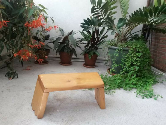 In a room, a siza stool for sitting meditation surrounded by several gorgeous house plants