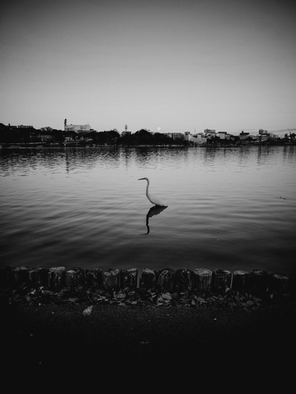 A Little egret stands in a lake up to its haunches. We see its elegant profile as it looks to the left searching for prey. The waters aren’t quite a mill pond but there is no sense of wind and to the far side, at least 500m metres away there is little to disturb the surface. Immediately in front of the camera are a line of wooden pilings marking the edge of a path. On the other side of the lake are trees and a cityscape, and just peeping above this horizon is a full moon. The sky is cloudless and a vignette focuses the eye on this silky scene.