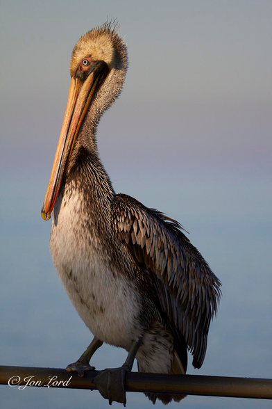This is a colour wildlife photo of a Pelican in portrait format. Santa Catalina, California (2012).

Dominating about 90% of the image is what I believe is a Brown Pelican (Pelecanus Occidentalis Californicus) though there seems to be little or no brown in the photo. The bird is perched on a metal railing and is viewed in profile with the low, setting sun providing a warm glow to the bird. Our bird is large: often with a length of 1-1.5m and weighing 2-5kg, this bird being in the upper range. The wings are folded, but when unfurled may span between 2-2.3m. This pelican has a long and stout beak or bill lowered against the chest and is perhaps .5 - .75m long that has a light orange colour to it and a slight hook on the upper tip. The head is white, though with that golden tint to it from the setting sun, and has flecks of grey feathers. The undersides are white while the upper body and wings are a light grey. Two short legs extend underneath with two large webbed feet that are gripping the railing. Because the bird has it's head lowered - it has a stern appearance to it. 
The background is heavily blurred out of focus, isolating our Pelican, but a gentle pale blue Pacific Ocean rises upwards two-third in the photo with an ill defines horizon and a pink tint above graduating into a very light and pale orange stretching to the top of the photo. 