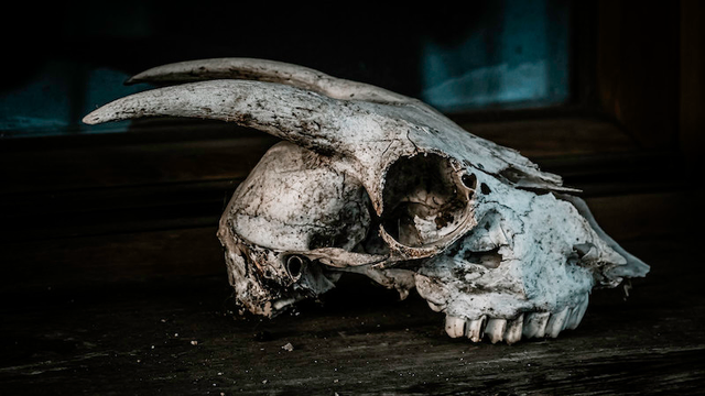 Ein skelettierter Schädel, vermutlich von einer Ziege, auf einer Fensterbank liegend . 