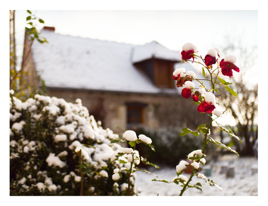 Snow-capped roses in the foreground with a small, stone building in the background.