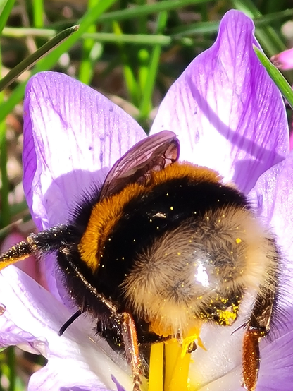 Eine Hummel, die kopfüber in einem Krokus steckt.