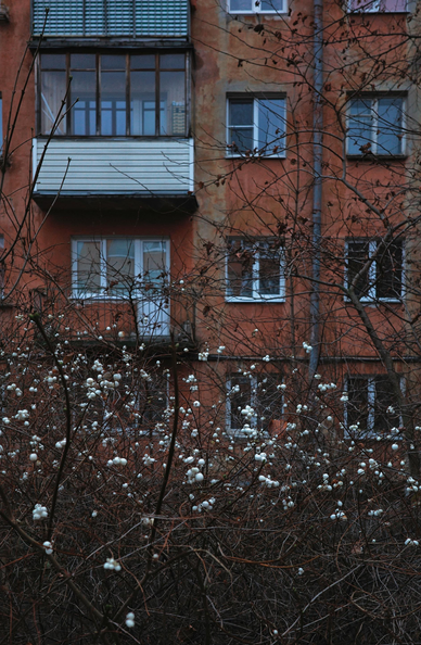 A snowberry with white fruits grows against the backdrop of an old red multi-storey building.