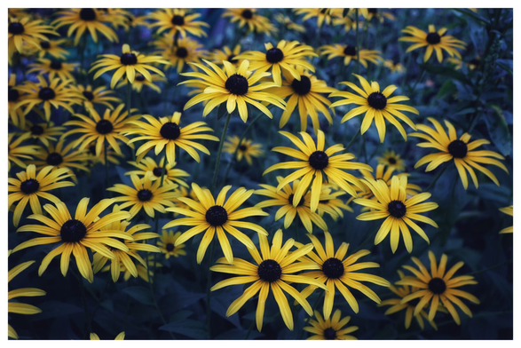 This image features a vibrant cluster of black-eyed Susans, also known as Rudbeckia hirta. The flowers are densely packed together, showcasing their bright yellow petals and dark brown, almost black centres. The petals radiate outward, creating a striking contrast against the deep green and slightly blurred background. The overall composition highlights the vivid colours and natural beauty of these flowers in full bloom, evoking a sense of warmth and summer vitality.