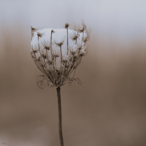 Das Foto zeigt eine Nahaufnahme einer ausgetrockneten Pflanze, deren Blütenstand wie ein Kelch geformt ist. Der „Kelch” ist bis oben hin mit frischem Schnee gefüllt.  Der unscharfe Hintergrund ist in warmen, erdigen Tönen gehalten, was einen schönen Kontrast zur kühlen, beinah mystischen Erscheinung der Pflanze bildet.
 -------- 
The photograph shows a close-up of a dried-out plant whose inflorescence is shaped like a calyx. The “calyx” is filled to the brim with fresh snow.  The blurred background is rendered in warm, earthy tones, creating a beautiful contrast to the cool, almost mystical appearance of the plant.