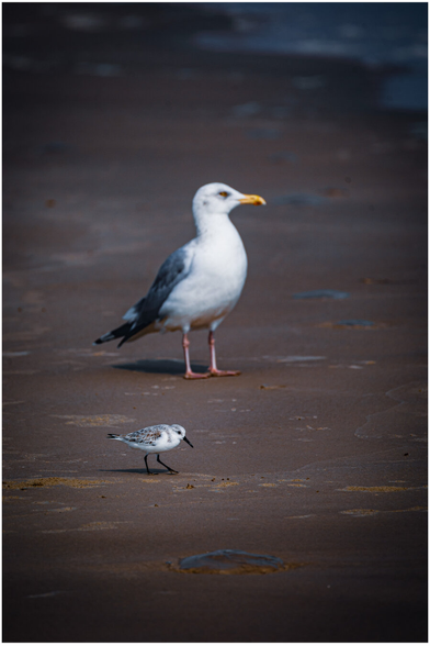 large seagull standing on wet beach sand, facing left, with a much smaller shorebird walking in front of it. The sand is dark and damp, with shallow water and soft reflections in the background