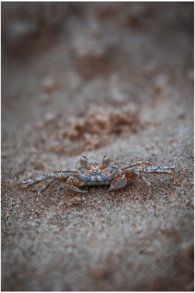 A small sand crab on wet beach sand, facing the camera. Its eyes are raised on short stalks, and its legs blend with the grainy texture of the sand. The background is softly blurred.